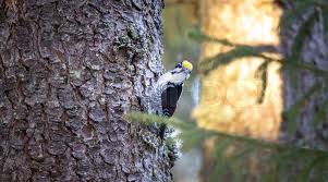 Attēlu rezultāti vaicājumam “Picoides tridactylus”