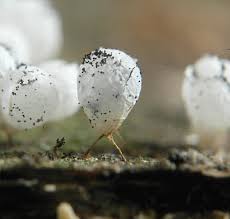 Attēlu rezultāti vaicājumam “Badhamia capsulifera”