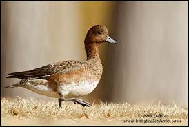 Attēlu rezultāti vaicājumam “Anas penelope”