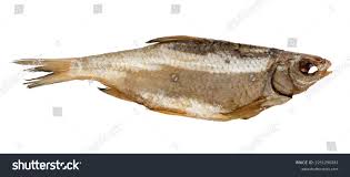 Image result for Rutilus heckelii