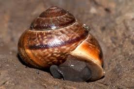 Attēlu rezultāti vaicājumam “Arianta arbustorum”