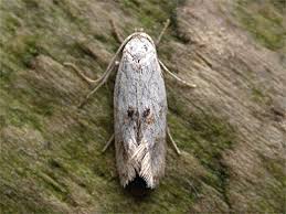 Attēlu rezultāti vaicājumam “Elachista maculicerusella”