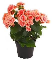 Image result for Бегония Элатиор 12х22 4601887072423