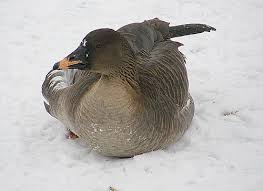 Attēlu rezultāti vaicājumam “Anser serrirostris”