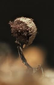 Attēlu rezultāti vaicājumam “Collaria arcyrionema”