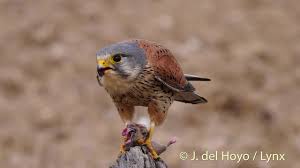 Attēlu rezultāti vaicājumam “Falco tinnunculus adult”