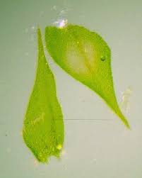 Attēlu rezultāti vaicājumam “Amblystegium serpens macro”