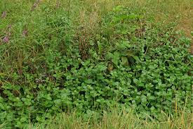 Attēlu rezultāti vaicājumam “Veronica beccabunga bud”