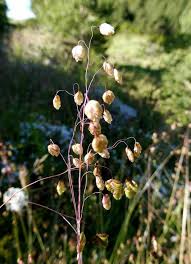 Attēlu rezultāti vaicājumam “Briza media flower”