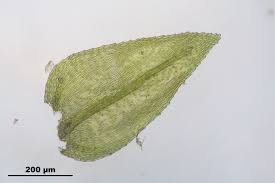 Attēlu rezultāti vaicājumam “Eurhynchiastrum pulchellum”