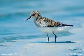 Attēlu rezultāti vaicājumam “Calidris minuta”