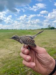 Attēlu rezultāti vaicājumam “Jynx torquilla”