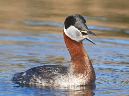 Attēlu rezultāti vaicājumam “Podiceps grisegena”