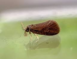 Attēlu rezultāti vaicājumam “Psychidae”