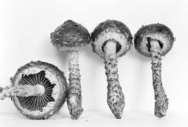 Attēlu rezultāti vaicājumam “Stropharia albocrenulata”