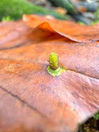 Attēlu rezultāti vaicājumam “Pucciniales”