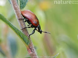Attēlu rezultāti vaicājumam “Chrysomela populi”