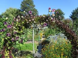 Image result for Glockenrebe