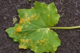 Attēlu rezultāti vaicājumam “Puccinia poarum”