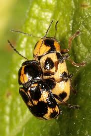 Attēlu rezultāti vaicājumam “Cryptocephalus aureolus, Cryptocephalus sericeus”