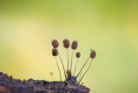 Attēlu rezultāti vaicājumam “Lamproderma pulchellum macro”