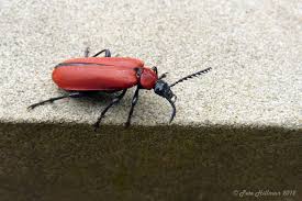 Attēlu rezultāti vaicājumam “Pyrochroidae”