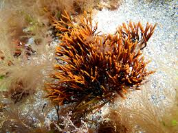 Attēlu rezultāti vaicājumam “Furcellaria lumbricalis”