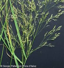 Attēlu rezultāti vaicājumam “Agrostis stolonifera subsp. straminea”