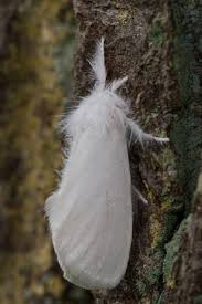 Attēlu rezultāti vaicājumam “Euproctis similis”