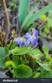 Attēlu rezultāti vaicājumam “Viola collina”