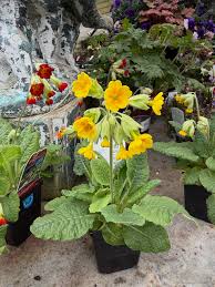 Image result for Primula veris