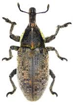 Attēlu rezultāti vaicājumam “Larinus sp.”