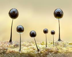 Attēlu rezultāti vaicājumam “Comatricha sp.”