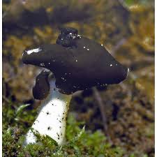 Attēlu rezultāti vaicājumam “Helvella”