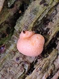 Attēlu rezultāti vaicājumam “Lycogala irregulare”