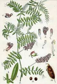 Attēlu rezultāti vaicājumam “Vicia cracca bud”