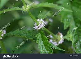 Attēlu rezultāti vaicājumam “Lycopus europaeus flower”