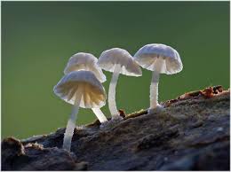 Attēlu rezultāti vaicājumam “Cudoniella acicularis”