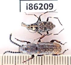 Attēlu rezultāti vaicājumam “Anthribidae”