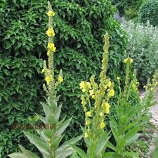 Attēlu rezultāti vaicājumam “Verbascum densiflorum flower”