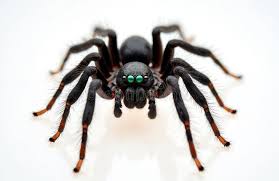 Attēlu rezultāti vaicājumam “Tegenaria sp.”