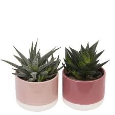 Image result for Haworthia mix
