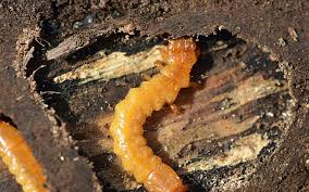 Attēlu rezultāti vaicājumam “Pyrochroidae larva”