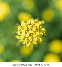 Attēlu rezultāti vaicājumam “Bunias orientalis”