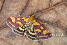 Attēlu rezultāti vaicājumam “Pyrausta purpuralis”