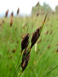 Attēlu rezultāti vaicājumam “Schoenus ferrugineus flower”