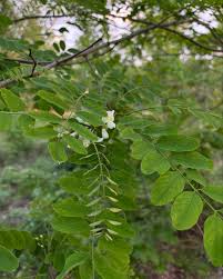 Attēlu rezultāti vaicājumam “Robinia pseudoacacia”