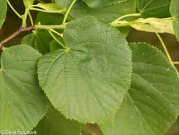 Attēlu rezultāti vaicājumam “Tilia platyphyllos subsp. cordifolia flower”