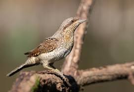 Attēlu rezultāti vaicājumam “Jynx torquilla”