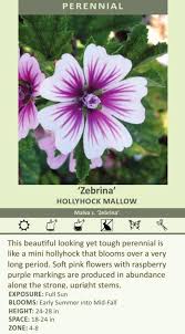 Image result for Malva sylvestris 'Zebrina'